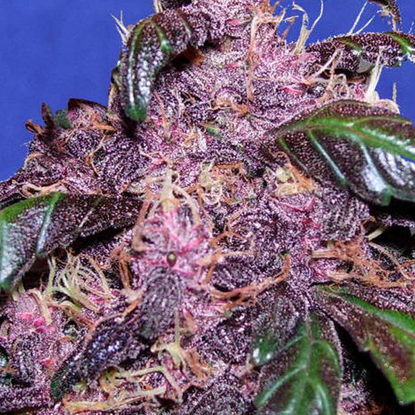 Auto-Purple-1-u-fem-Original-Sensible.jpg