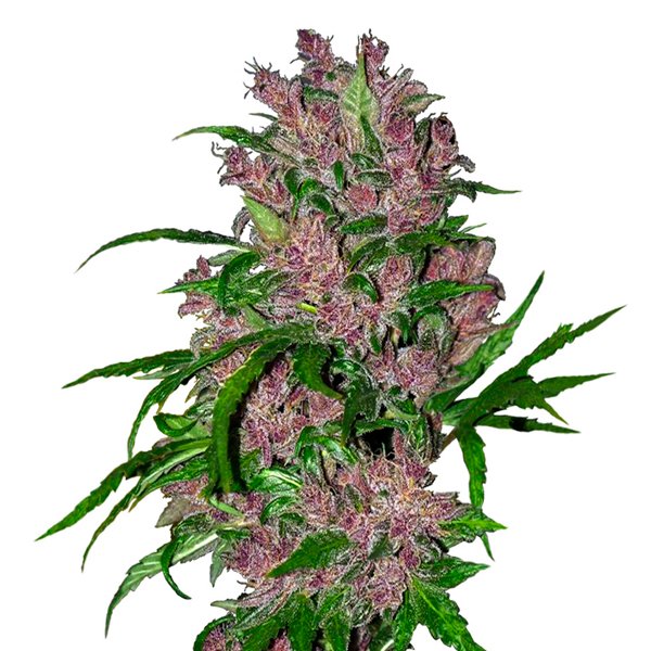 Auto-Purple-Bud-3-u-fem-White-Label.jpg