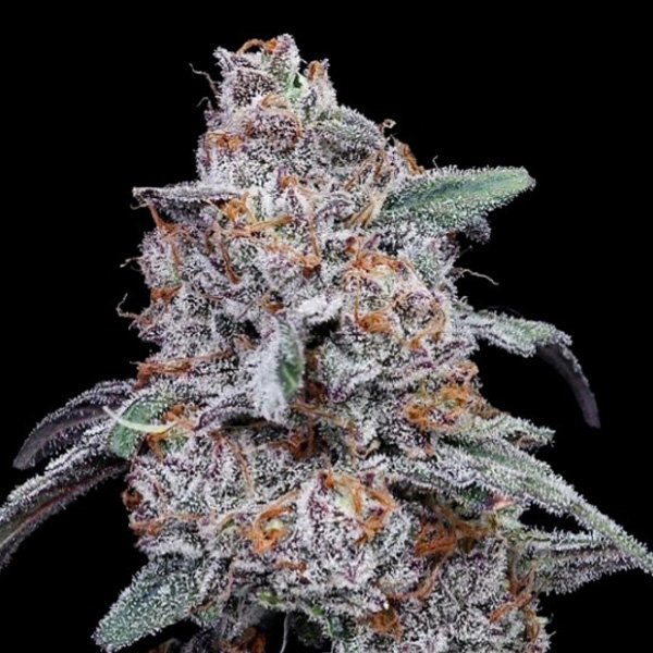 Auto-Purple-People-Eater-3-u-fem-DNA-Genetics.jpg