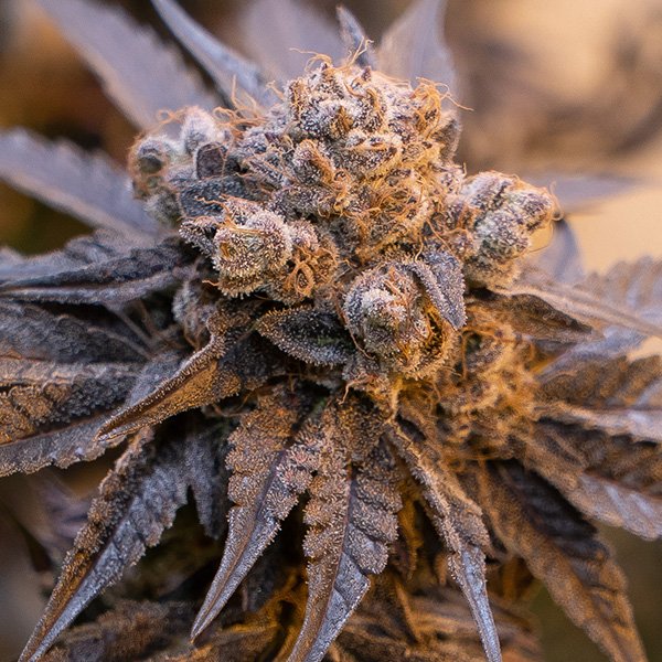 Auto-Purple-Punch-1-ud-High-Speed-Buds.jpg