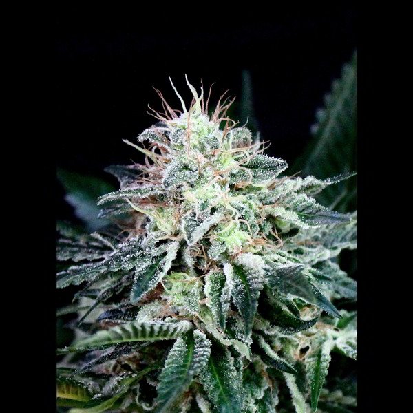 Auto-Radical-1u-fem-Absolute-Cannabis-Seeds.jpg