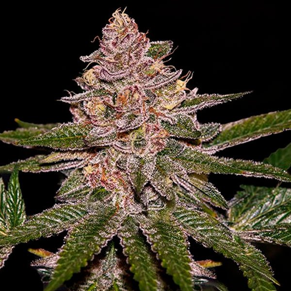 Auto-Radical-Juice-3-u-fem-Ripper-Seeds.jpg