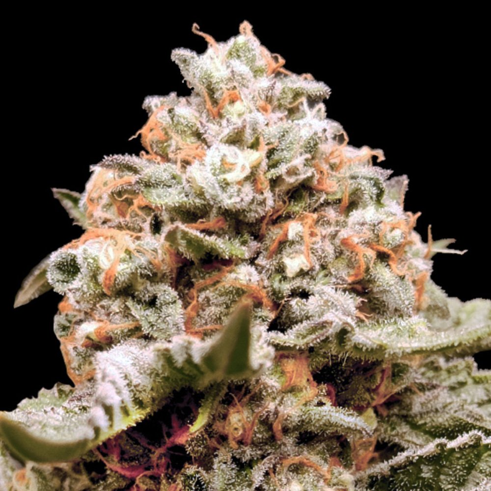 Auto-Rainbow-Mints-3-u-fem-00-Seeds.jpg