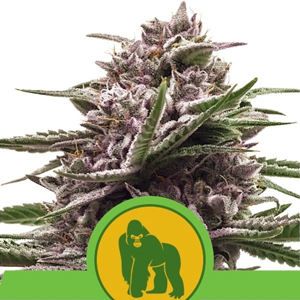Auto-Royal-Gorilla-1-u-fem-Royal-Queen.jpg