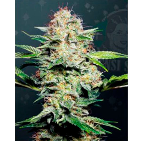 Auto-Sensi-Skunk-3-u-fem-Sensi-Seeds.jpg