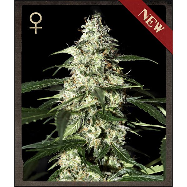 Auto-Skunk-3-u-fem-Strain-Hunters.jpg