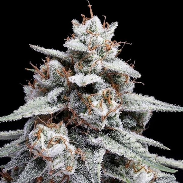 Auto-Skywalker-Kush-3-u-fem-DNA-Genetics.jpg