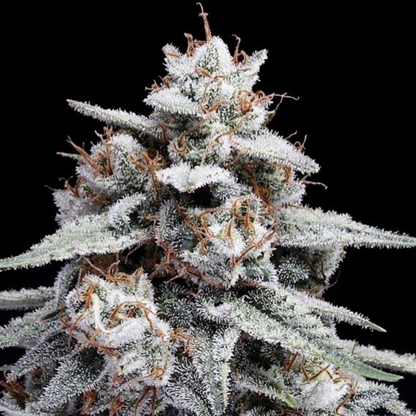 Auto-Skywalker-Kush-5-u-fem-DNA-Genetics.jpg