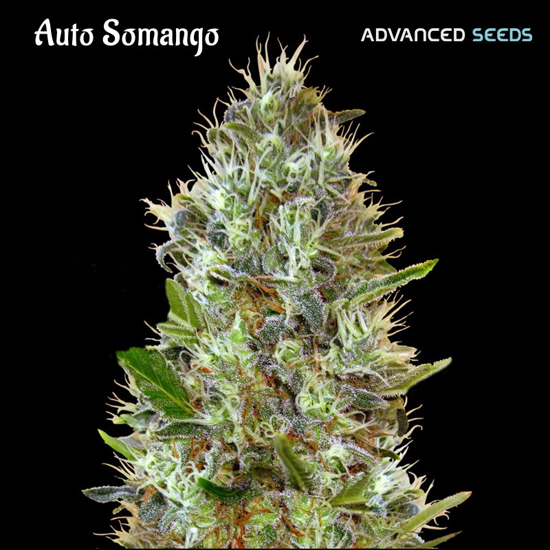 Auto-Somango-1-u-fem-Advanced-Seeds.jpg