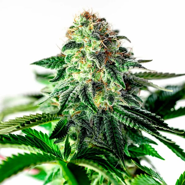 Auto-Sticky-Dream-1-u-fem-Positronics-Seeds.jpg