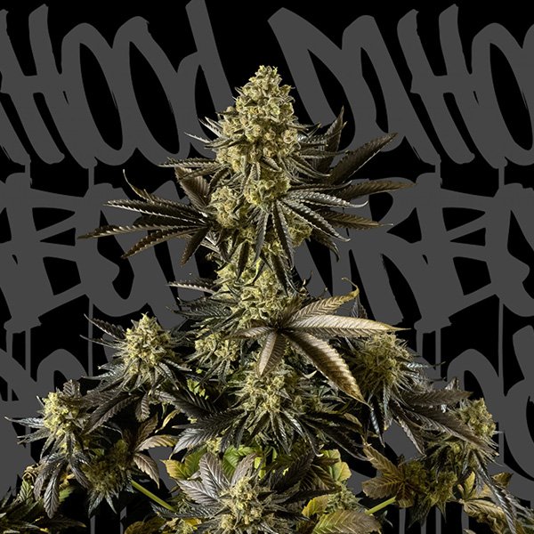 Auto-Strawberry-Cream-1-u-fem-DaHood-Urban-Seeds.jpg