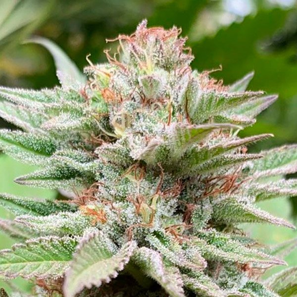 Auto-Strawberry-Haze-1-u-fem-Kannabia-Seeds.jpg
