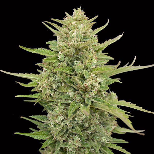 Auto-Super-Skunk-3-u-fem-00-Seeds.jpg