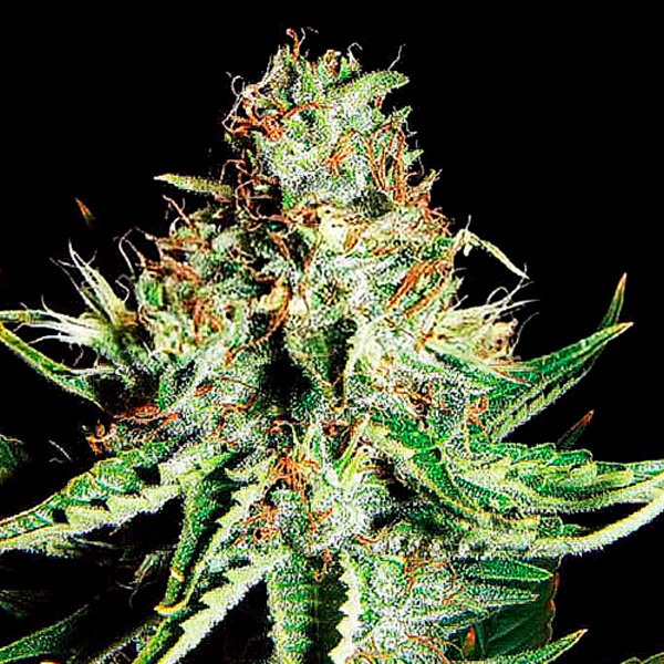 Auto-Sweet-Cream-XXL-1-u-fem-Expert-Seeds.jpg
