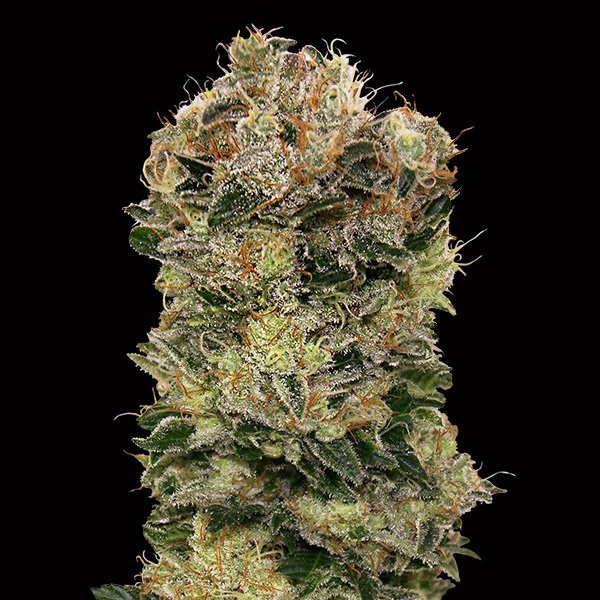 Auto-Sweet-Somango-3-u-fem-00-Seeds.jpg