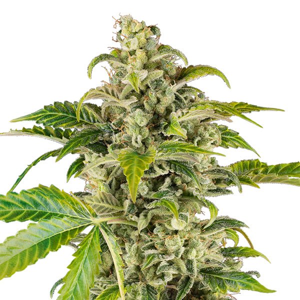 Auto-Sweet-Sour-Cream-3-u-fem-Sensi-Seed-Research.jpg