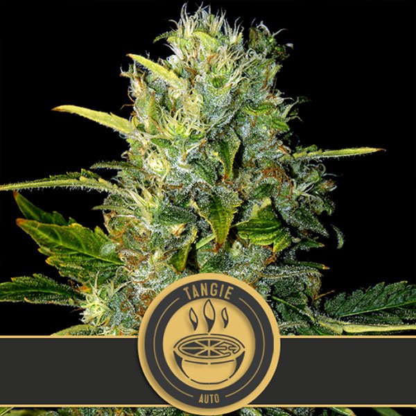 Auto-Tangie-3-u-fem-Blimburn-Seeds.jpg