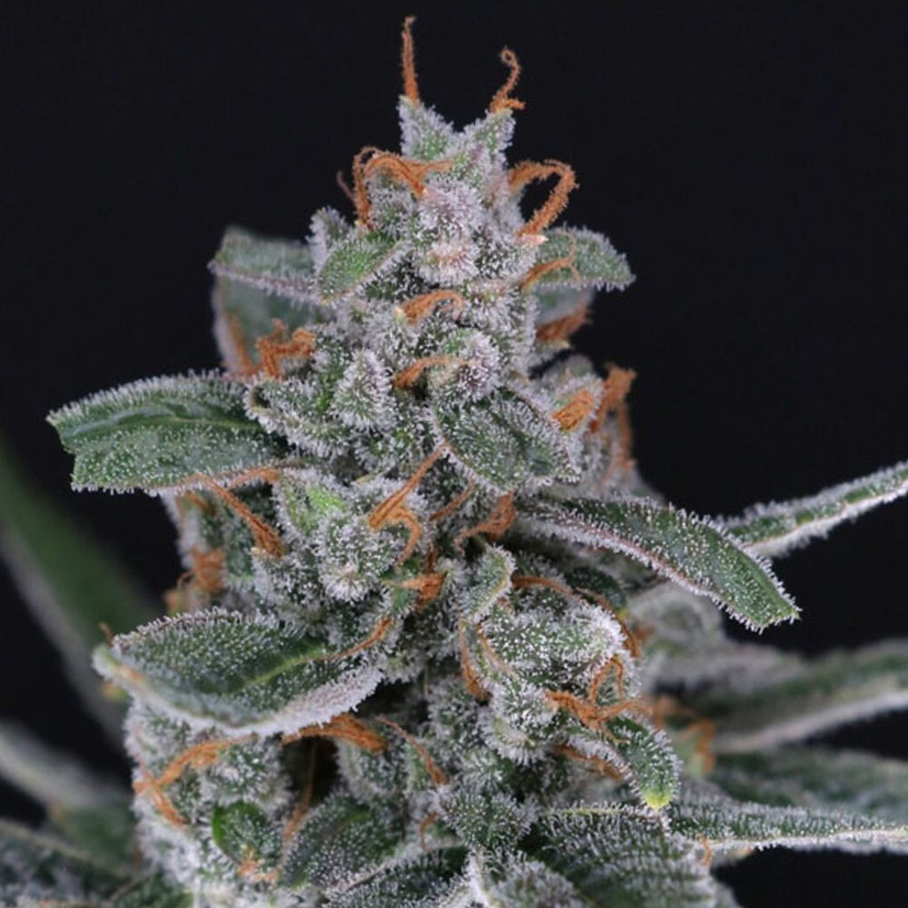 Auto-Tri-Whip-Kush-1-u-fem-USA-Line-Pure-Instinto.jpg