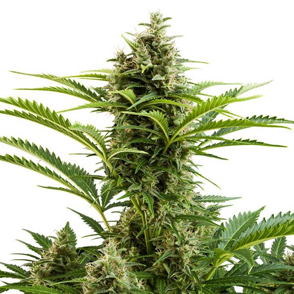 Auto-Vesta-1-u-Blister-x-10-fem-Buddha-Seeds.jpg