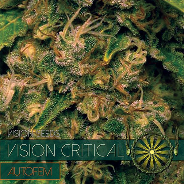 Auto-Vision-Critical-3-u-fem-Vision-Seeds.jpg