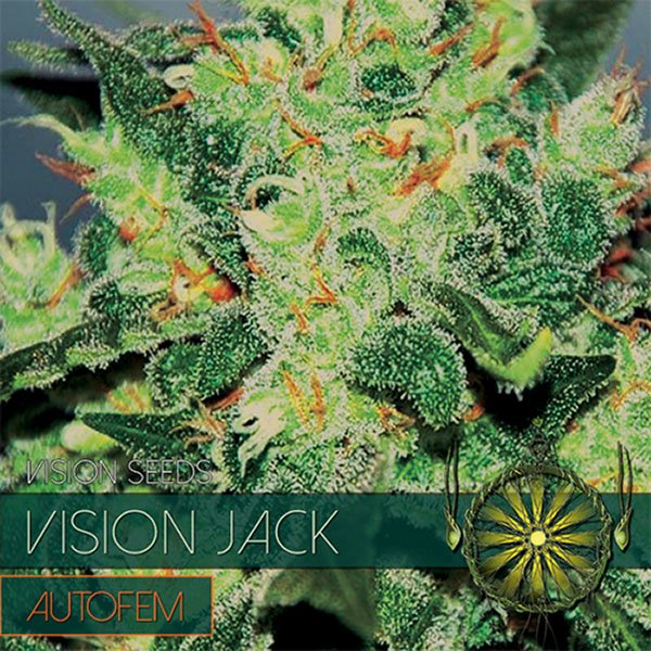 Auto-Vision-Jack-31-u-fem-Vision-Seeds.jpg
