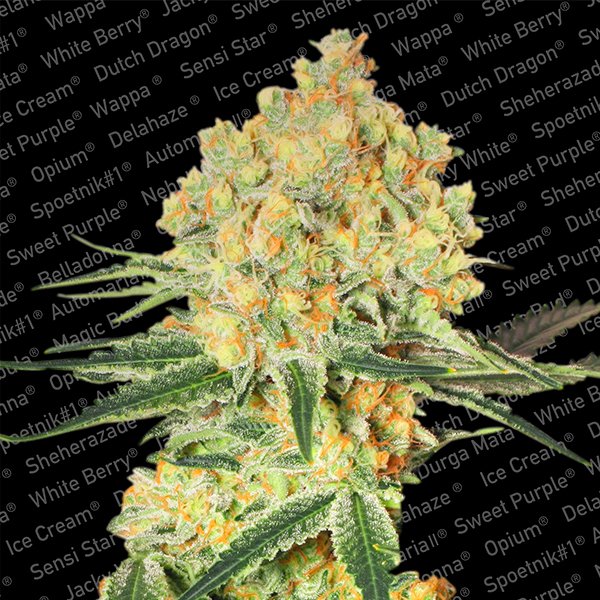 Auto-Wappa-3-u-fem-Paradise-Seeds.jpg