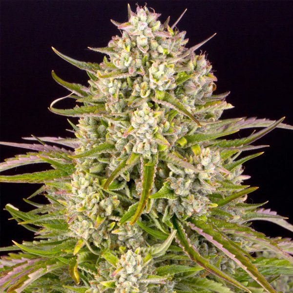 Auto-Wedding-Cake-1-u-fem-Barneys.jpg