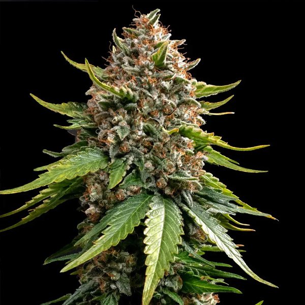 Auto-White-Widow-1-u-fem-Barneys.jpg