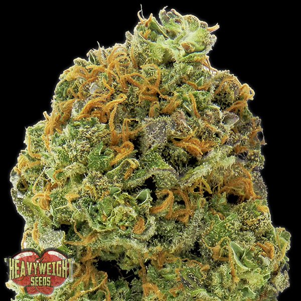 Auto-Wipeout-Express-3-u-fem-Heavyweight-Seeds.jpg