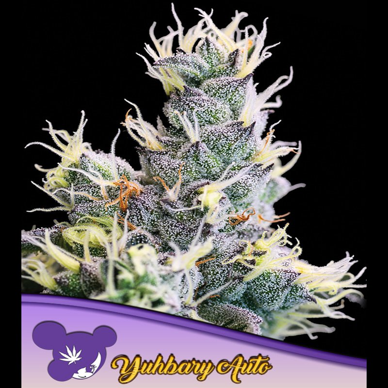 Auto-Yuhbary-3-u-fem-Anesia.jpg