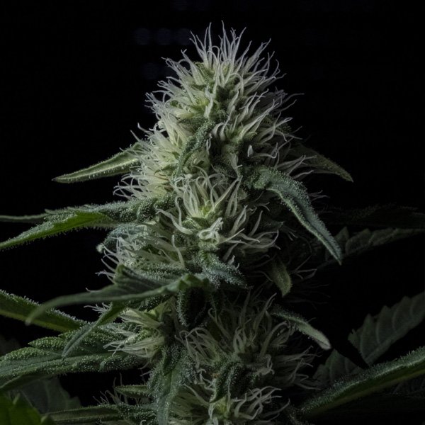 Auto-Z-Valley-1-u-fem-Positronics-Seeds.jpg