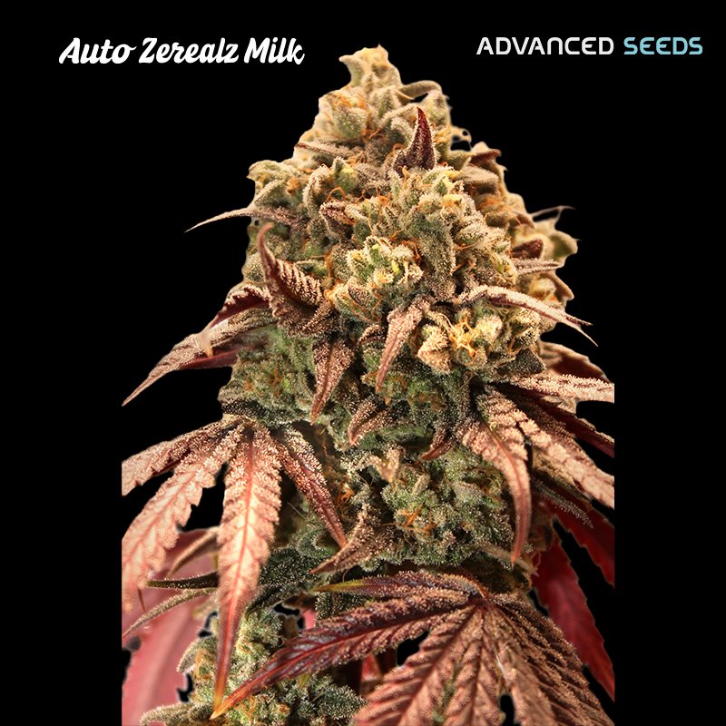 Auto-Zerealz-Milk-1-u-fem-Advanced-Seeds.jpg
