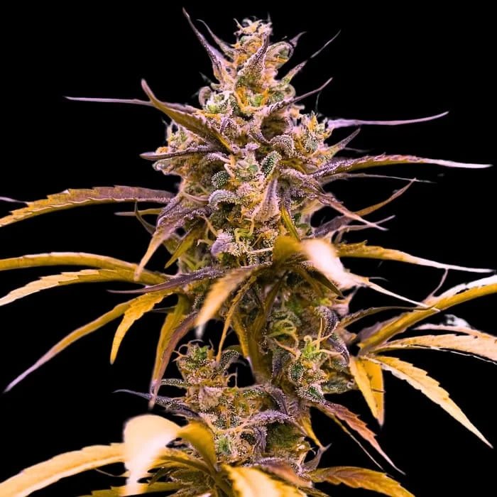 Auto-Zoap-3-u-fem-Empire-Seeds.jpg