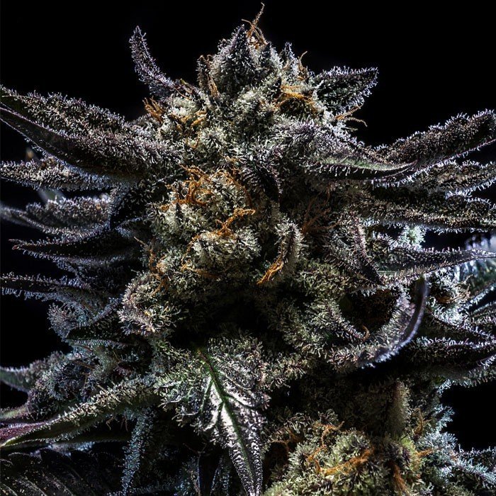 Auto-Zombie-Kush-3-u-fem-Ripper-Seeds.jpg