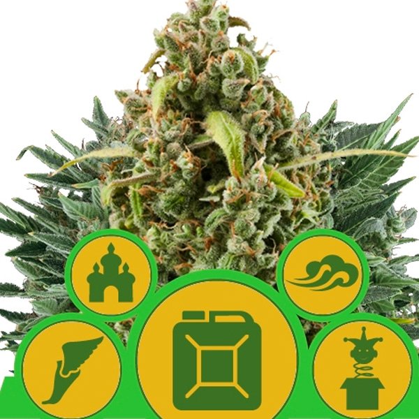 Autoflowering-Mix-3-u-fem-Royal-Queen.jpg