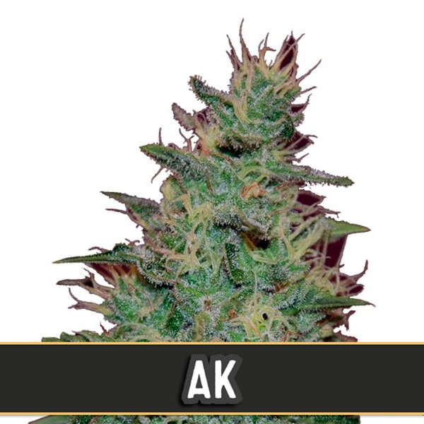 Automatic-AK-3-u-fem-Blimburn-Seeds.jpg