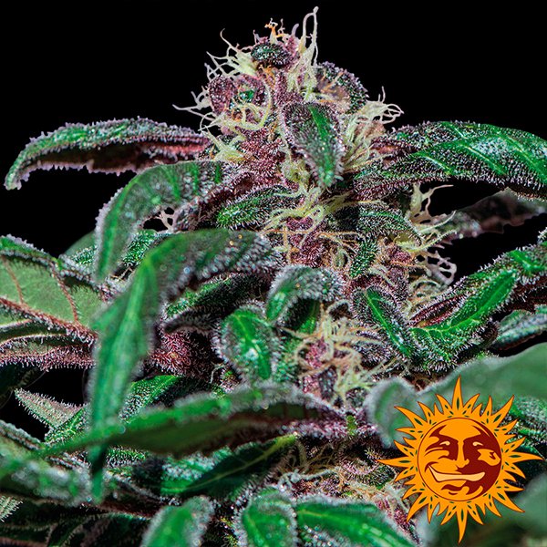 Ayahuasca-Purple-1-u-fem-Barneys.jpg