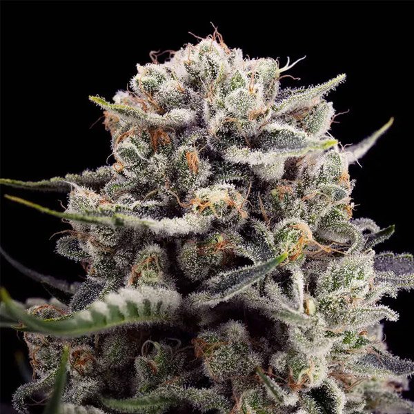 B-45-By-Booba-3-ud-Silent-Seeds.jpg