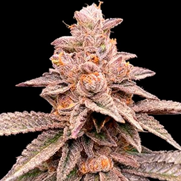 Banana-Latte-5u-G13-Labs.jpg