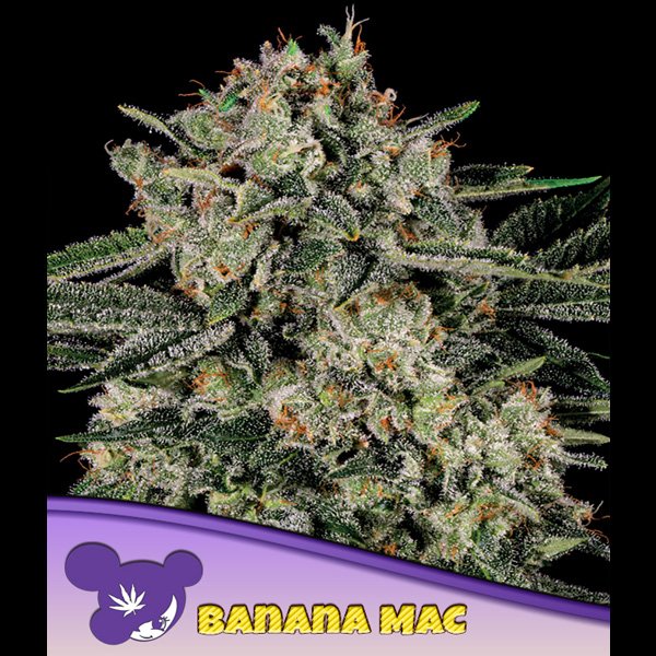Banana-MAC-3-u-fem-Anesia.jpg
