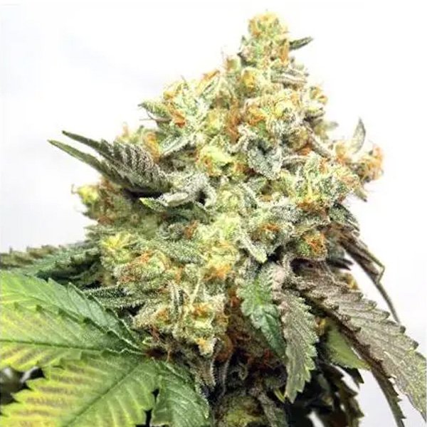 Banana-Punch-31-u-fem-Vision-Seeds.jpg