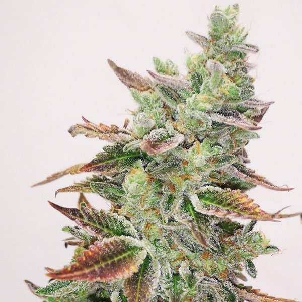 Banana-Purp-3-u-fem-Medical-Seeds.jpg
