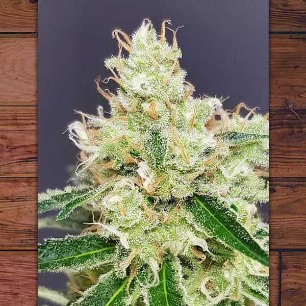 Belle-Starr-3-ud-fem-The-Outlaw-Seeds.jpg