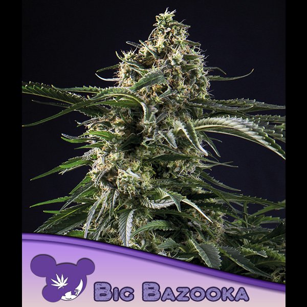Big-Bazooka-3-u-fem-Anesia.jpg