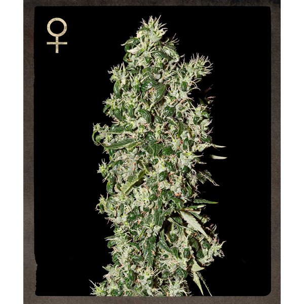 Big-Tooth-3-u-fem-Strain-Hunters.jpg