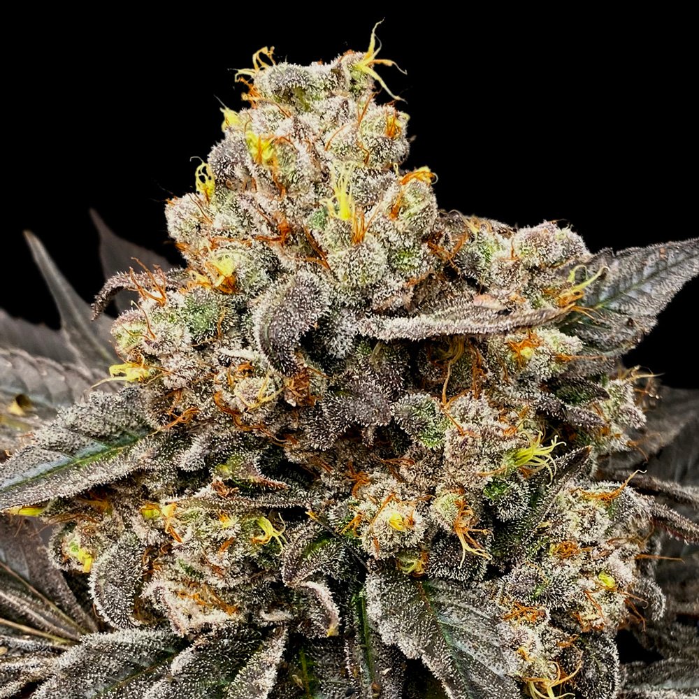 Biscotti-Zkittlez-3-u-fem-00-Seeds.jpg