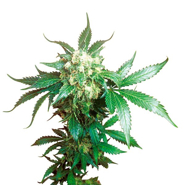 Black-Domina-3-u-fem-Sensi-Seeds.jpg