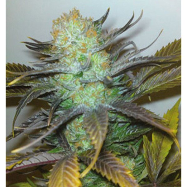 Black-Hole-3-u-fem-Elite-Seeds.jpg