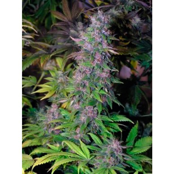 Blackberry-10-u-reg-The-Sativaseed-Bank.jpg