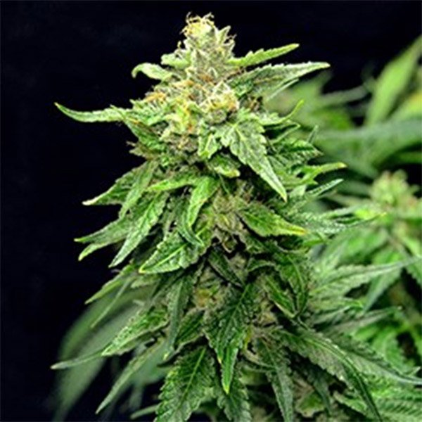 Blue-Cindy-5u-G13-Labs.jpg